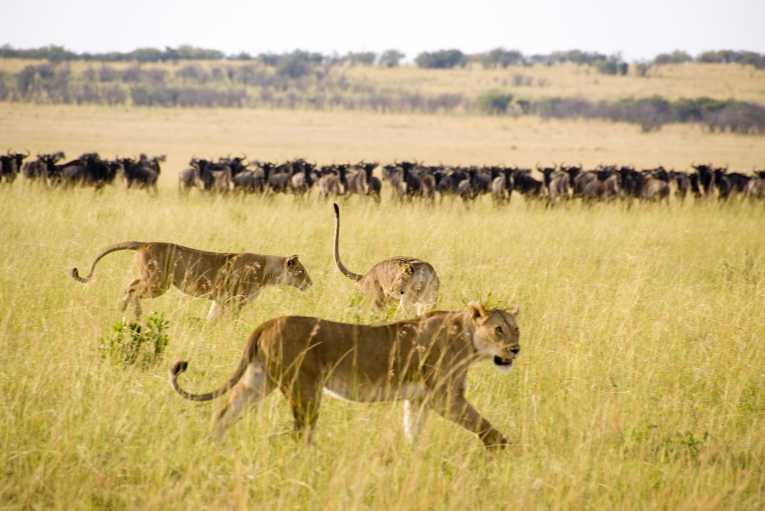 'Kings of the hill' vital for sculpting healthy ecosystems