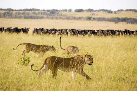 'Kings of the hill' vital for sculpting healthy ecosystems