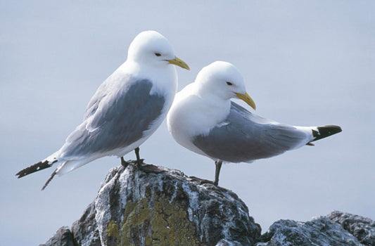 Sea birds secret colony location policy!