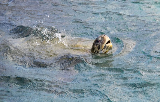 Leatherback logging in the Atlantic