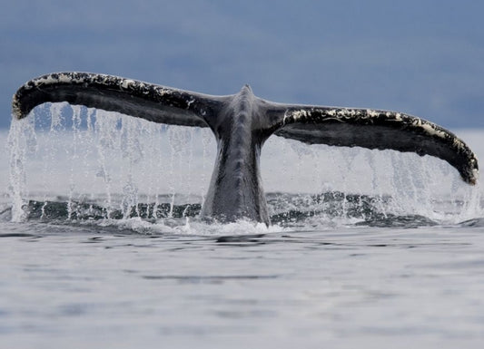 Learning hunting techniques, if you are a humpback whale