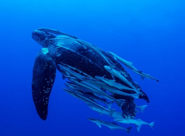 The Leatherback Strikes Back