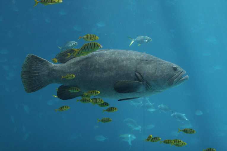 Less big fish means more little fish