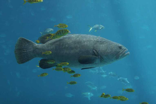 Less big fish means more little fish