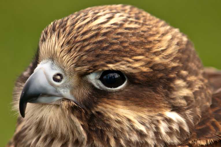 Letting London's parks grow wild again key to bringing back wildlife