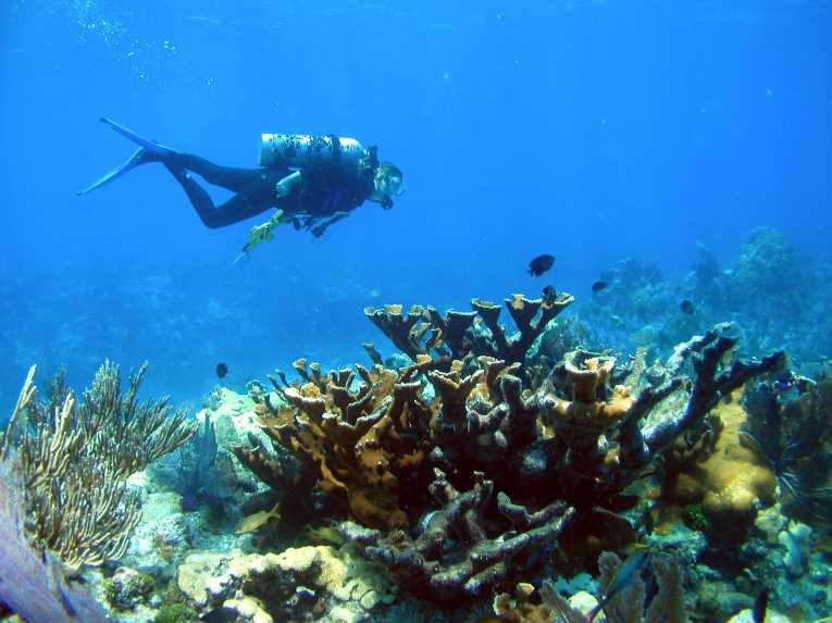 Link from Florida's toilets to coral-killing white pox disease proved
