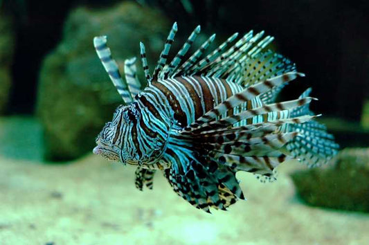 Special ELF 'mini-harpoons' to halt Caribbean Lionfish invasion