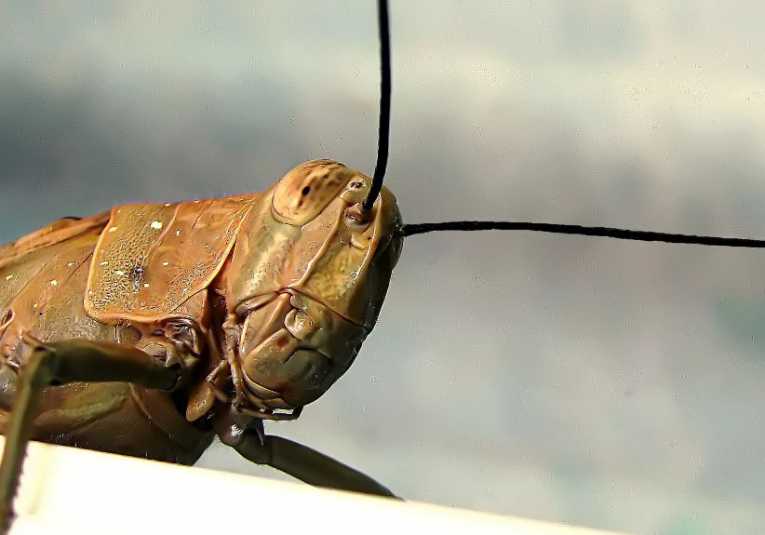 Lunch with a crunch - eco-friendly edible insects