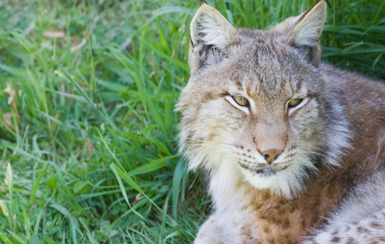 Camels lynx and eagles invade?