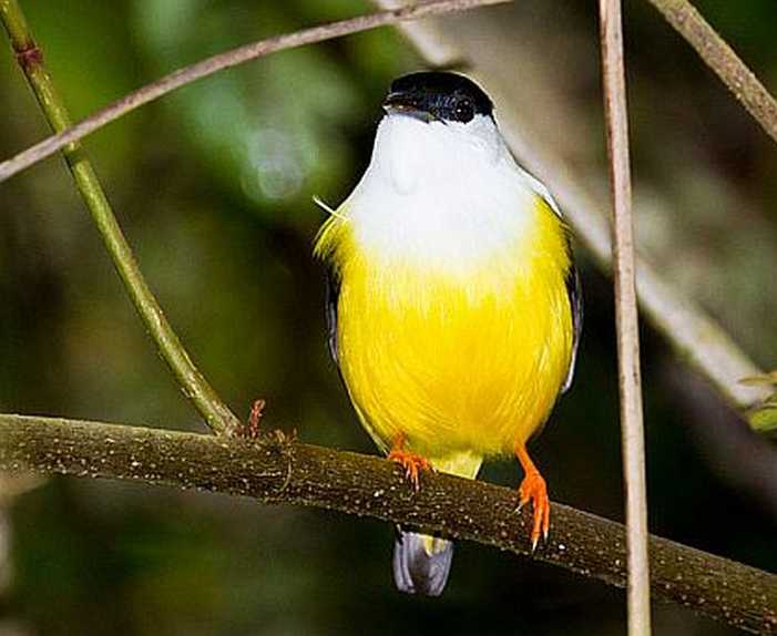 Mature forest needed to protect species from climate change