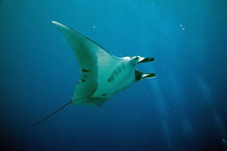 Manta Ray (Manta birostris)