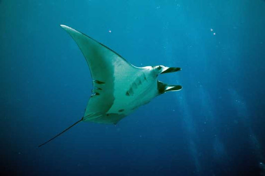 Manta Ray (Manta birostris)