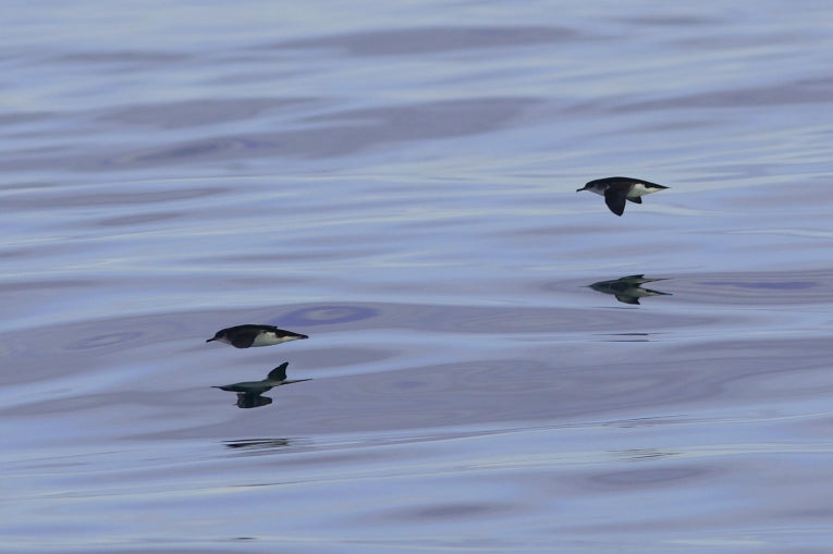 Spying on the Manx shearwater at sea