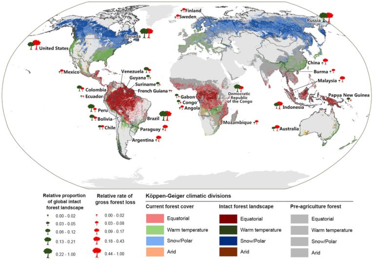 Primary forests-the action and the policy