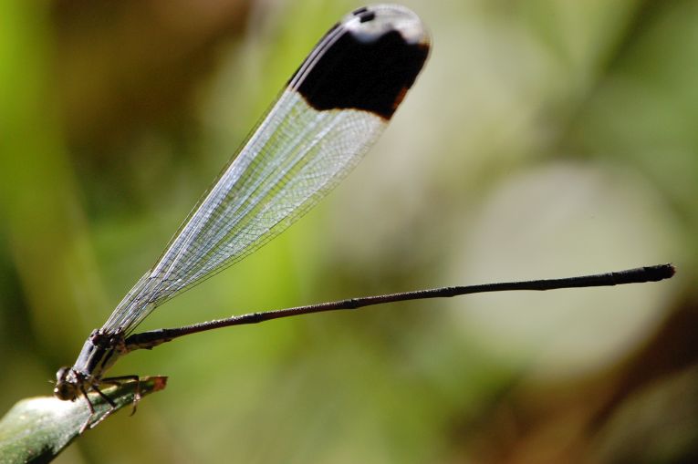 The human as a speciating force of nature!