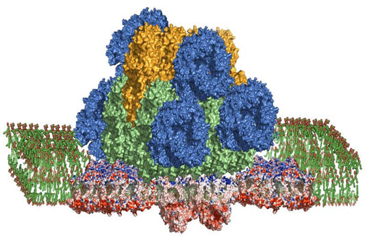 Future energy from photosynthetic protein