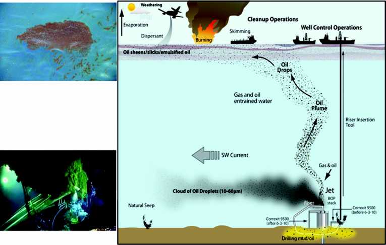 How microbes manage oil spills