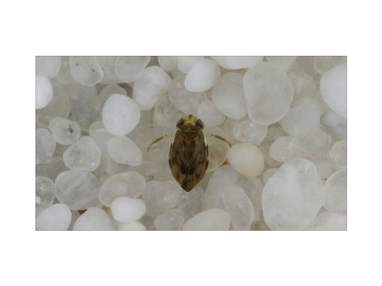 Minuscule water boatman boasts loudest shout of them all