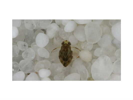 Minuscule water boatman boasts loudest shout of them all