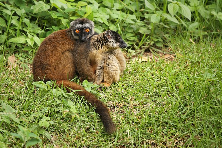 Rainforest fragments and species that need them!