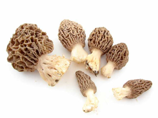 Mushrooms; scientists reveal potted history of a neglected food source