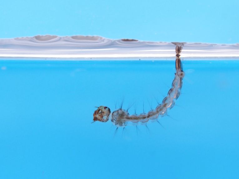 Malaria cure at last on the horizon