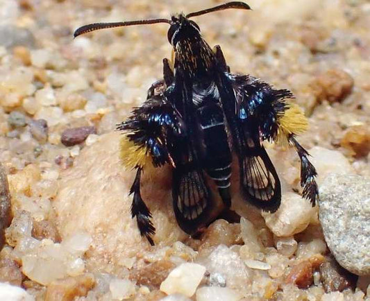 Models and mimics are marvels in SE Asia