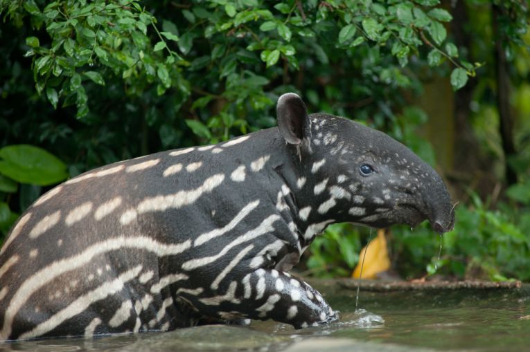 Tapirs losing habitat and they’re still hunted!