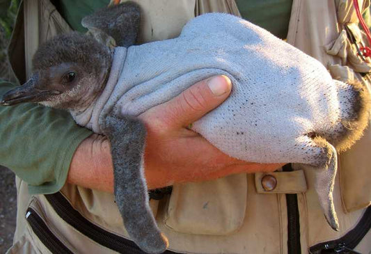 Naked chicks are a puzzle for penguin scientists
