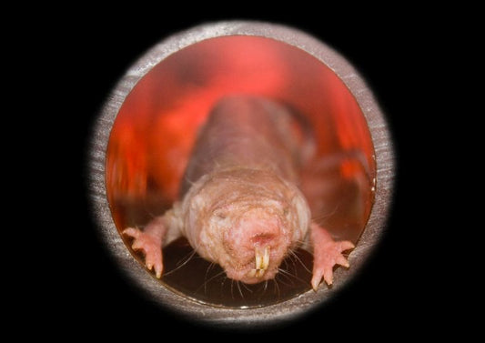 Naked, unafraid mole rats and longevity