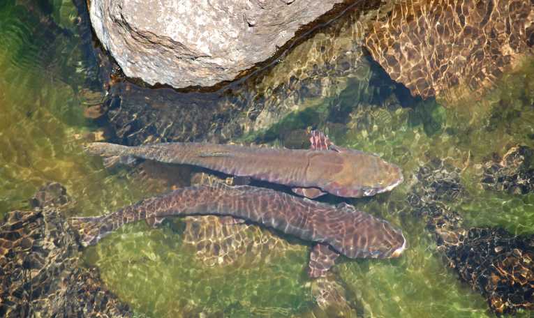 New map tracks protected fish and wildlife