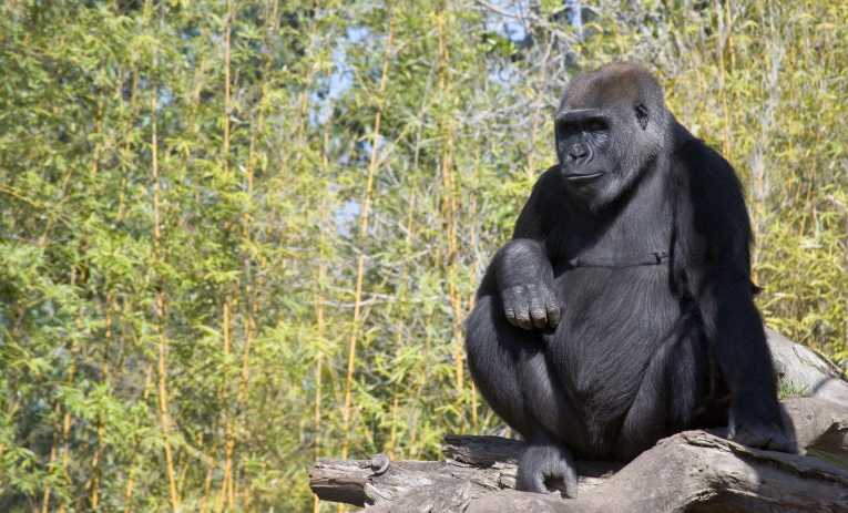 Oil Exploration suspended in Virunga World Heritage Site