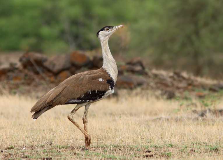 One of the world's biggest birds is in grave danger