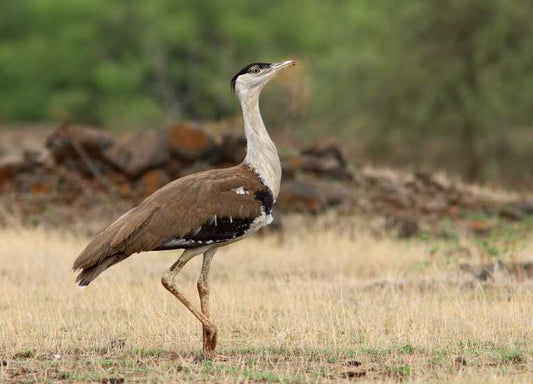 One of the world's biggest birds is in grave danger