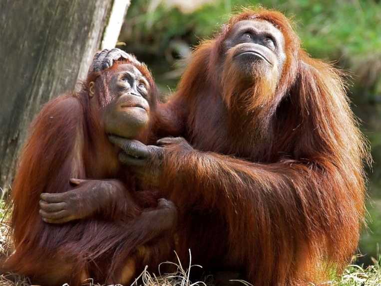 Wildlife deserves better strategies for survival, habitat protection and breeding checks.