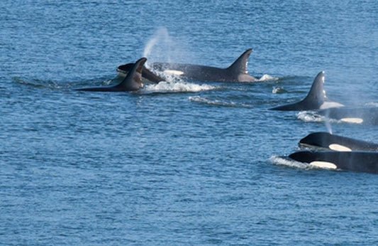 Support your local orcas.