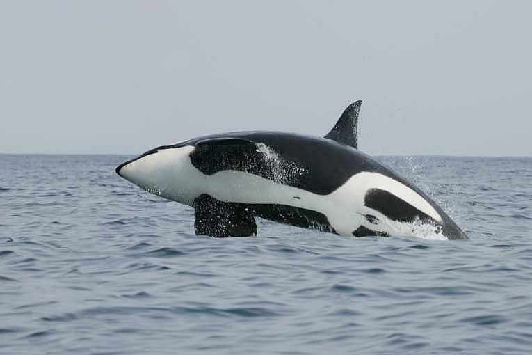 Intriguing leadership roles in orcas linked to evolution, even in humans