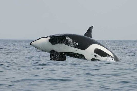 Intriguing leadership roles in orcas linked to evolution, even in humans