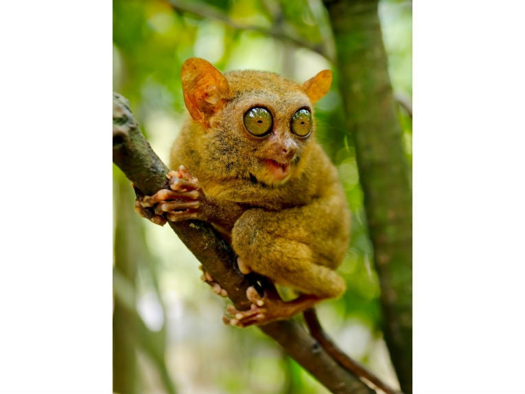 Primates are in peril - Our relatives are almost extinct – Earth Times