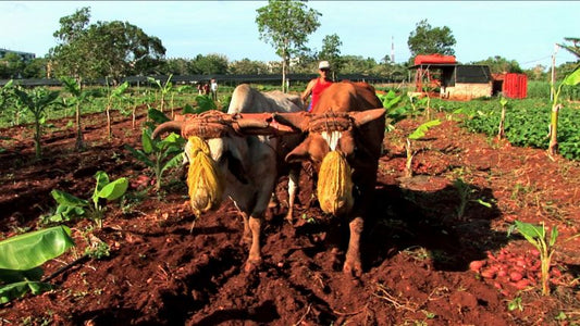 Reviewing transition agricultural practice