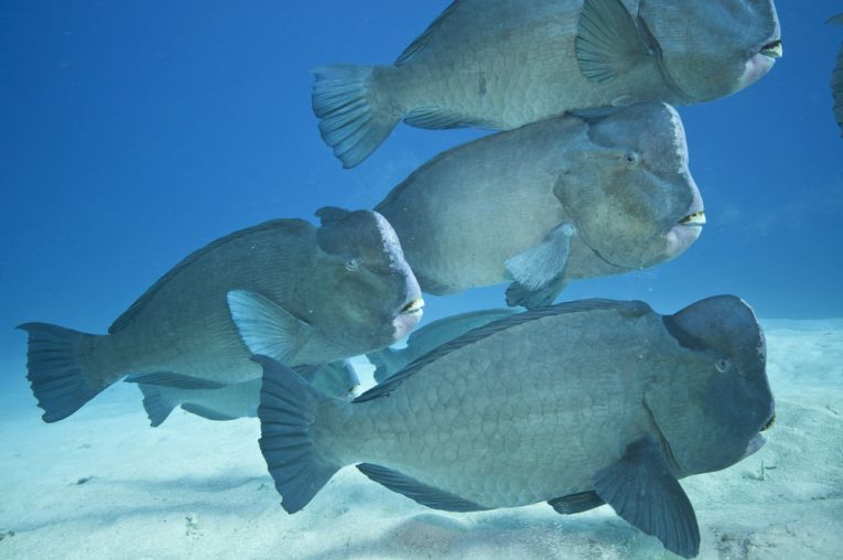 Fish Rifat Reef solutions through fish management – Earth Times
