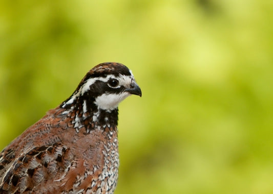 Pesticide is costly for bees, then birds, then?