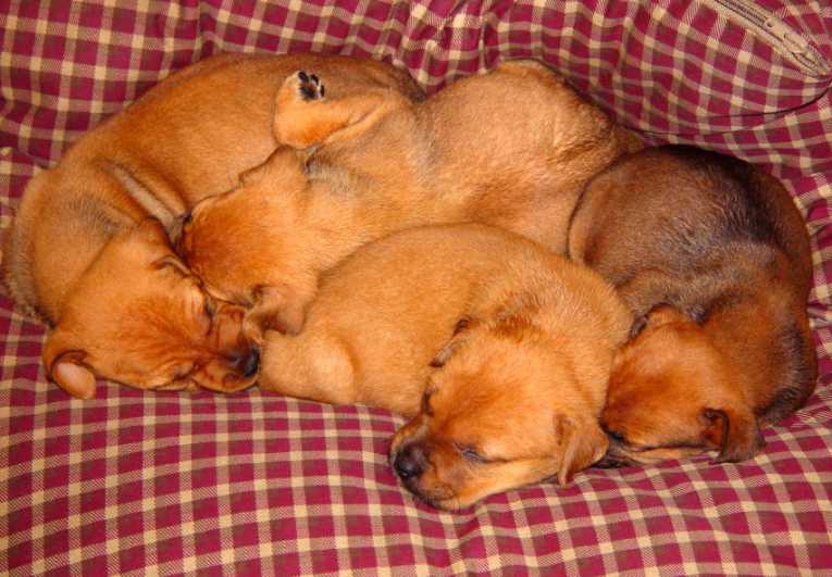 Greening Your Pets, Make Your Pets a Little Greener