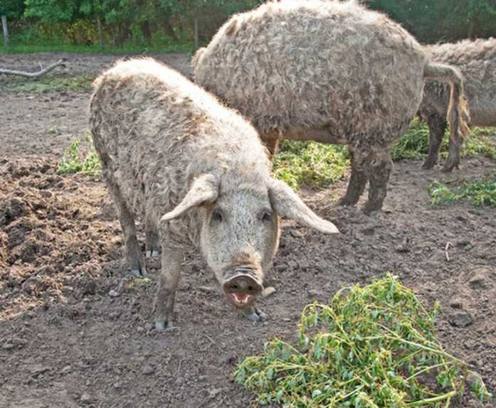 Pig farming improves its image (worldwide)