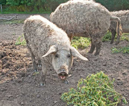 Pig farming improves its image (worldwide)