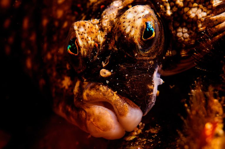 The North Sea totally explored (twice) by OCEANA.