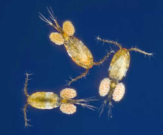 Planktonic growth and fishy futures.