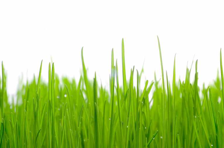 Can plants evolve fast enough to cope with climate change?