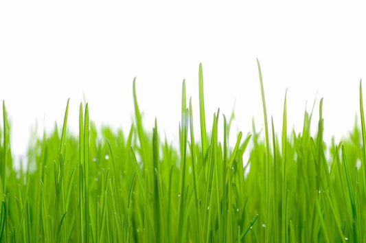 Can plants evolve fast enough to cope with climate change?