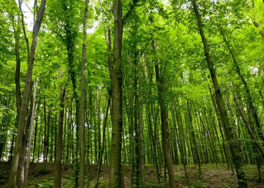 Pretty bubbles of disaster